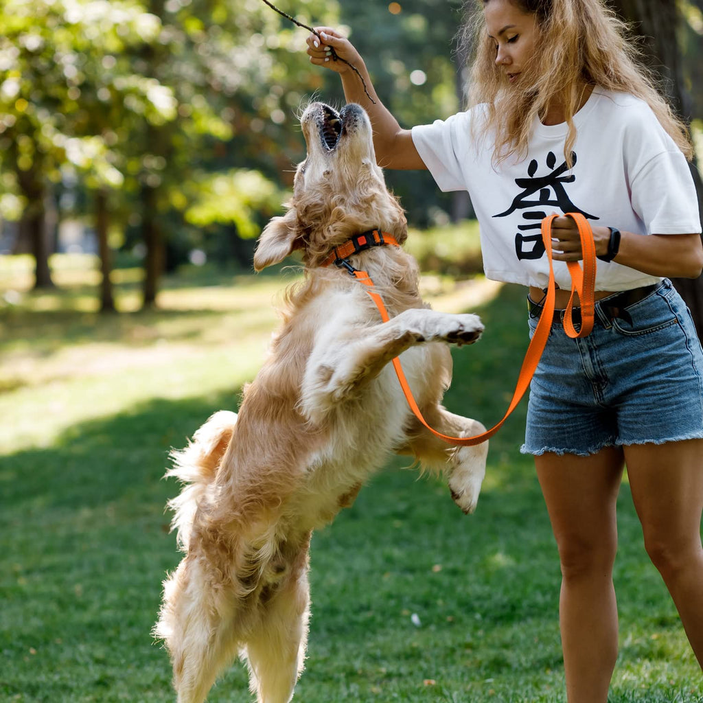 Reflective Dog Collar for a Small, Medium, Large Dog or Puppy with a Quick Release Buckle - Boy and Girl - Nylon Suitable for Swimming (Orange, 10-13 Inch)